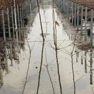 Carpinus betulus 150-175 cm 5,0L