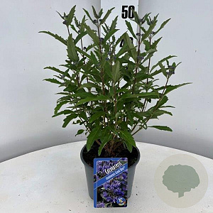 Caryopteris cland. Grand Bleu 30-40 cm 2,0L