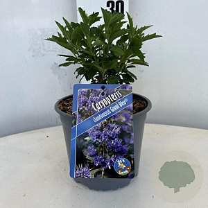 Caryopteris cland. Grand Bleu 30-40 cm 2,0L