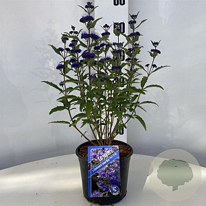 Caryopteris cland. Grand Bleu 30-40 cm 2,0L