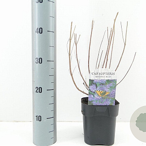 Caryopteris cland. 'Heavenly Blue' 30-40 cm 2,0L