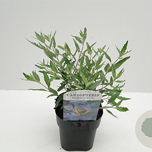 Caryopteris cland. 'Heavenly Blue' 30-40 cm 2,0L