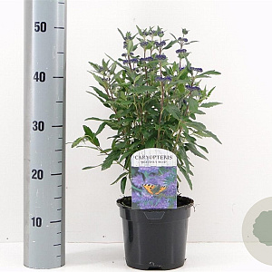 Caryopteris cland. 'Heavenly Blue' 30-40 cm 2,0L