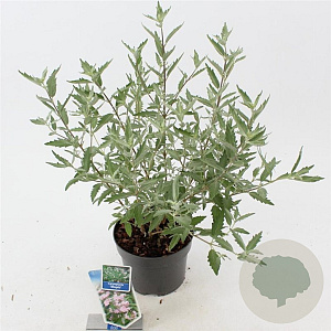 Caryopteris cland. Stephi 30-40 cm 2,0L