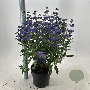 Caryopteris cland. 'Thetis' 40-50 cm 5,0L