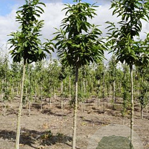 Castanea sativa 8-10 HO draadkluit