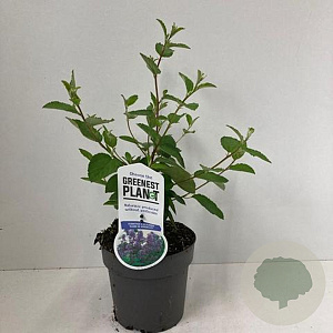 Ceanothus del. 'Gloire de Versaille 30-40 cm 2,0L