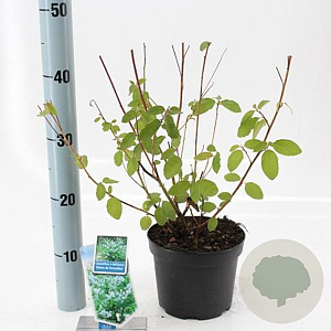 Ceanothus del. 'Gloire de Versaille 30-40 cm 2,0L