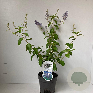 Ceanothus del. 'Gloire de Versaille 30-40 cm 2,0L