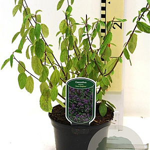 Ceanothus del. 'Henri Défossé' 25-30 cm 2,0L