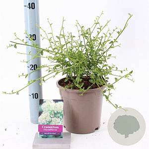 Ceanothus thyr. 'Millerton Point' 25-30 cm 2,0L