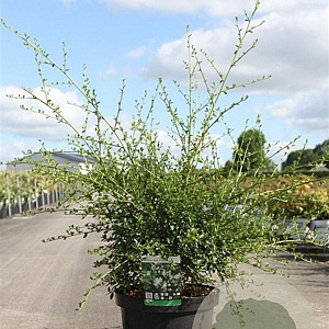 Ceanothus thyr. 'Millerton Point' 40-50 cm 10L