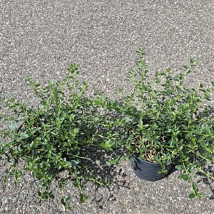 Ceanothus thyrsiflorus repens 25-30 cm 2,0L