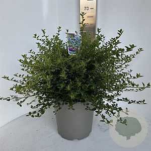 Ceanothus thyrsiflorus repens 40-50 cm 5,0L