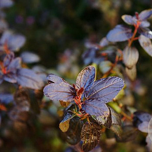 Ceanothus 'Tuxedo' 40-50 cm 5,0L