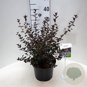 Ceanothus 'Tuxedo' 40-50 cm 5,0L