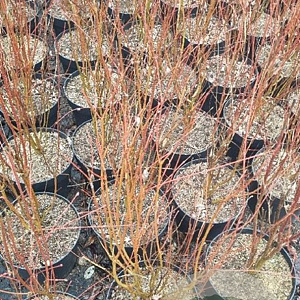 Cercidiphyllum japonicum 80-100 cm 7,5L