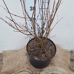 Cercidiphyllum japonicum 80-100 cm 7,5L
