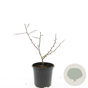 Chaenomeles sup. 'Crimson and Gold' GM 1.5