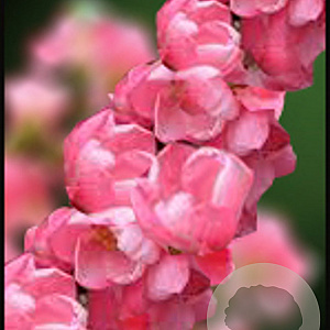 Chaenomeles sup. Pink Trail 40 cm 10L