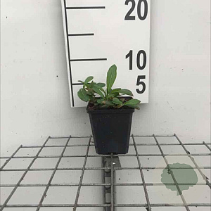 Persicaria aff. 'Superba' GM P9