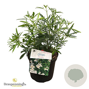 Choisya 'Aztec Pearl' 25-30 cm 3,5L