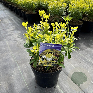 Choisya t. 'Lich' 25-30 cm 3,0L