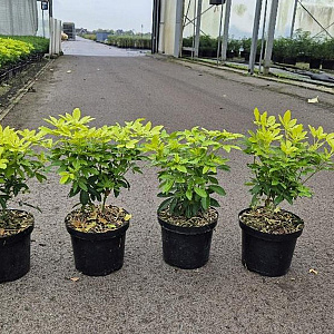 Choisya t. 'Lich' 25-30 cm 3,0L