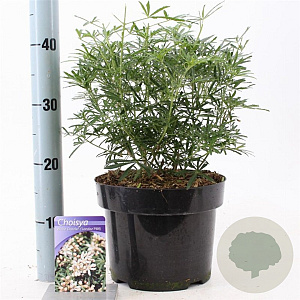 Choisya t. White Dazzler 30-40 cm 5,0L