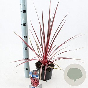 Cordyline aus. Charlie Boy 30-40 cm 3,0L