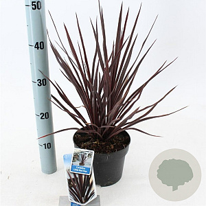 Cordyline aus. Little Red Star 30-40 cm 2,0L