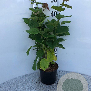 Corylus avellana 100-125 cm 2,0L