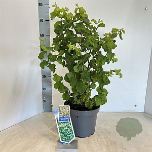 Corylus a. 'Scooter' 60-70 cm 5,0L