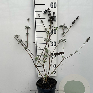 Buddleja d. 'Black Knight' 40-60 cm 2,0L