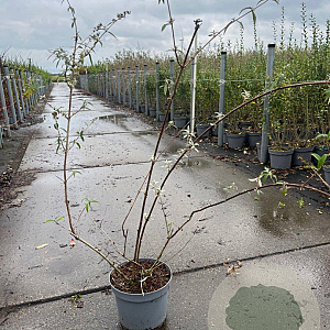 Buddleja d. 'Nanho Blue' 80-100 cm 5,0L