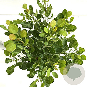 Cotinus cog. 'Young Lady' 30-40 cm 3,0L