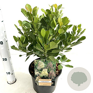 Cotinus cog. 'Young Lady' 30-40 cm 3,0L