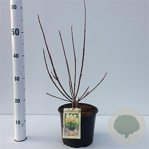 Cotinus cog. 'Young Lady' 30-40 cm 3,0L