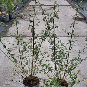 Cotoneaster franchetii 60-80 cm 2,0L