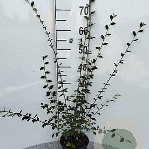 Cotoneaster franchetii 60-80 cm 2,0L