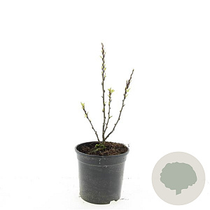 Cotoneaster lucidus 125-150 cm met kluit struik