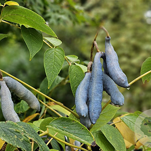 Decaisnea fargesii 125-150 cm met kluit struik