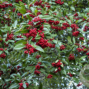 Cotoneaster wat. 'Cornubia' 6-8 cm 45L 180 cm stam