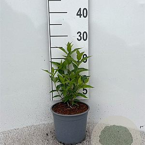 Diervilla sessilif. 'Butterfly' 20-30 cm 2,0L