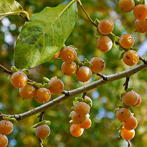 Diospyros lotus 20-25 HO draadkluit 250 cm stam