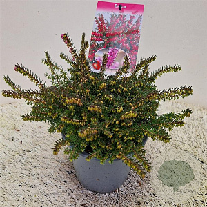 Erica darl. 'Kramer's Rote' 20-25 cm C1.5