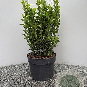Euonymus jap. 'Green Spire' 30 cm 2,0L