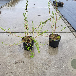 Escallonia 'Donard Seedling' 20-25 cm 5,0L