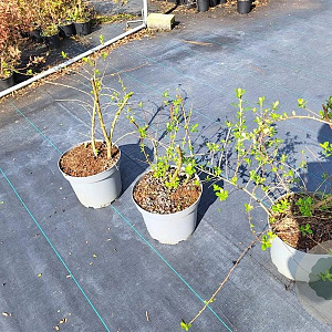 Escallonia 'Donard Seedling' 30-40 cm 5,0L