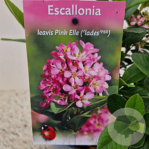 Escallonia laevis Pink Elle 25-30 cm 2,5L